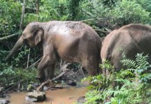 Un viaggio come nessun altro – Spedizione scientifica agli elefanti selvatici della Thailandia nordoccidentale