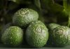 Avocado biologici della foresta pluviale presso Fruit Logistica?