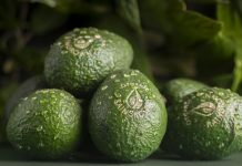 Avocado biologici della foresta pluviale presso Fruit Logistica?