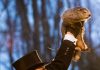 Ancora sei settimane di inverno – La profezia di Punxsutawney Phil