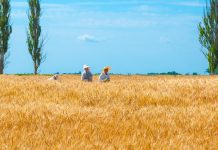 La Terra Nera dell’Ucraina e la realtà taciuta in un Paese in rovina