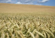 Il mercato dei fertilizzanti e quello alimentare sono sotto attacco?